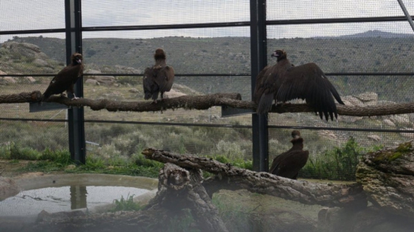 Palombar faz sementeira de emerg&ecirc;ncia no Douro Internacional para alimentar fauna