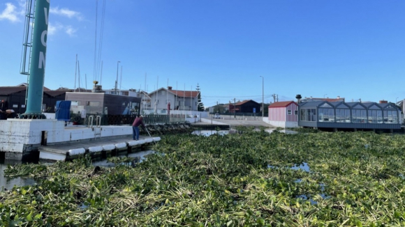 Autarquias ter&atilde;o financiamento para limpar esp&eacute;cie invasora na ria de Aveiro