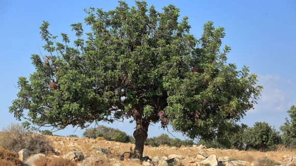 Associa&ccedil;&otilde;es reclamam mais informa&ccedil;&atilde;o sobre investimento em esp&eacute;cies aut&oacute;ctones