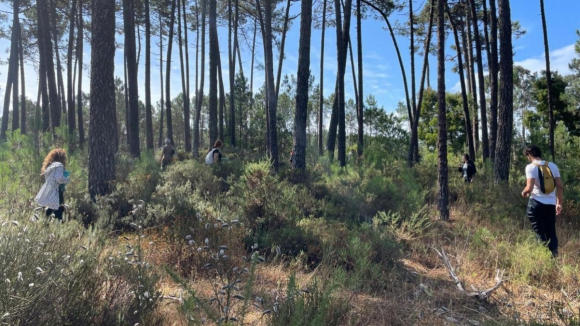 PS acusa PSD e vereadora do Agir de pacto para facilitar a destrui&ccedil;&atilde;o do pinhal de Ovar