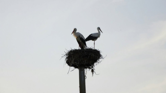 Abate de ninho de cegonha em Gondomar foi autorizado pelo ICNF