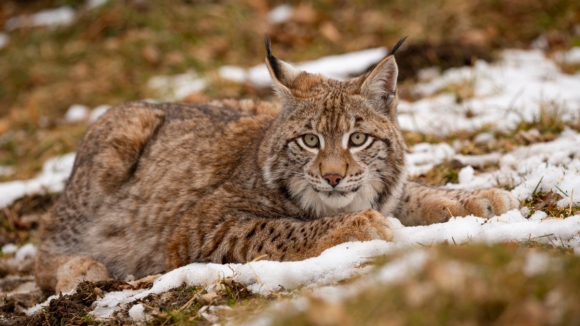 Gen&eacute;tica do lince ib&eacute;rico passou de problema a ferramenta chave para salvar felino