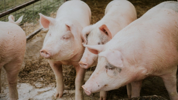 Suinicultores têm de voltar a declarar porcos em dezembro