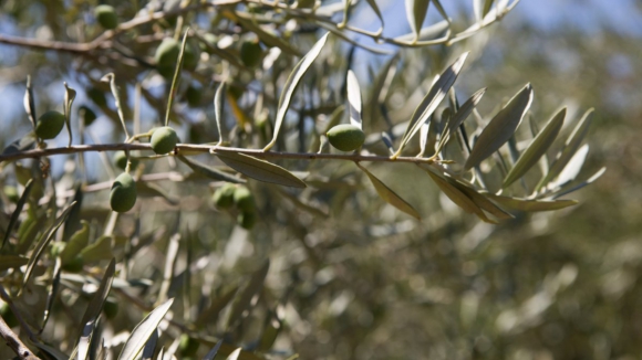 CNA alerta para baixa no preço da azeitona e reclama valorização do olival