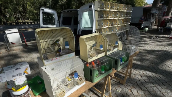 Feira dos Passarinhos em Braga suspensa para prevenir gripe das aves