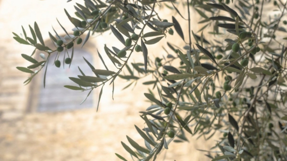 Mogadouro planta 800 oliveiras para prote&ccedil;&atilde;o contra fogos na zona industrial