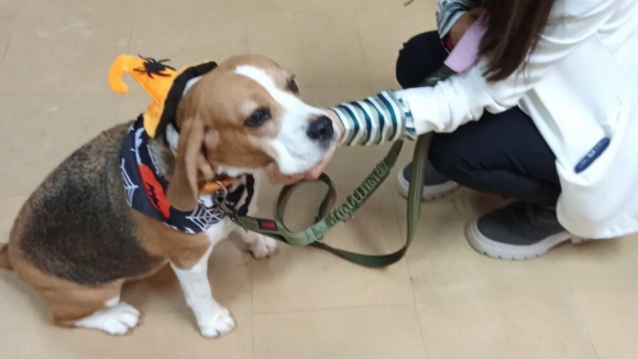 C&atilde;es terapeutas ajudam crian&ccedil;as com necessidades educativas em Esposende