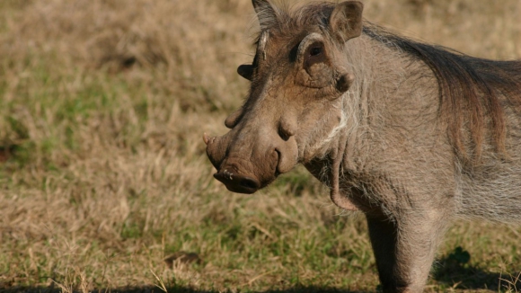 Associativa espera autoriza&ccedil;&atilde;o para ca&ccedil;ar javalis que destroem culturas em Bragan&ccedil;a
