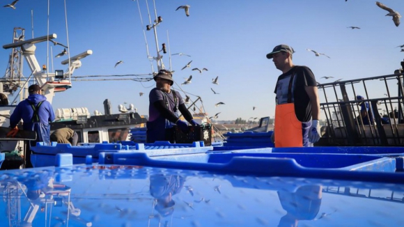 Acordo europeu de pescas prev&ecirc; menos captura de carapau, solha ou linguado em Portugal