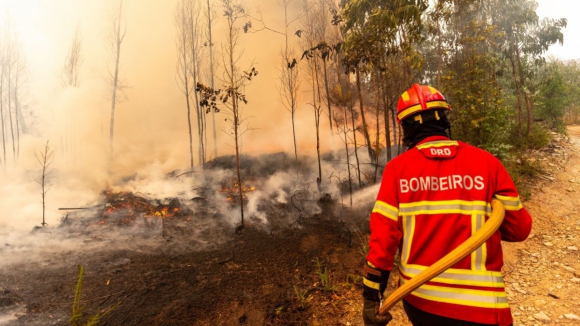 Dois ter&ccedil;os dos eucaliptos ardidos ausentes das estat&iacute;sticas dos fogos, alerta Quercus