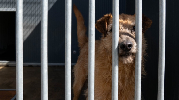 Foz C&ocirc;a investe 1,8 milh&otilde;es na constru&ccedil;&atilde;o de um canil e gatil municipal