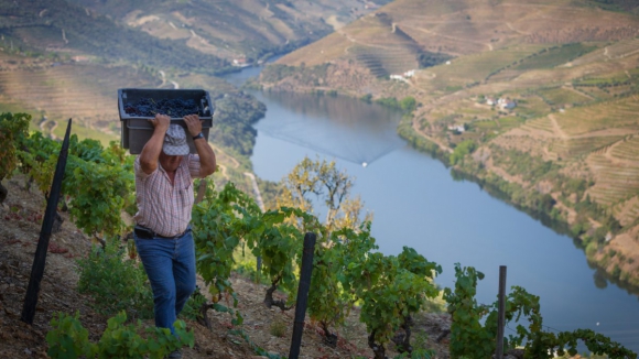 Comiss&atilde;o Vitivin&iacute;cola de Tr&aacute;s-os-Montes quer aumentar volume de certifica&ccedil;&atilde;o