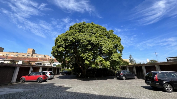 Classificada como de interesse p&uacute;blico &ldquo;maior e mais antiga&rdquo; magnolia do Porto