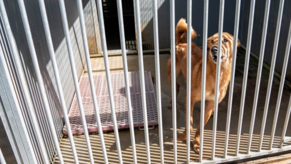 Canil de Foz C&ocirc;a sem fiscaliza&ccedil;&atilde;o ou veterin&aacute;rio reconhecido pela DGAV por ser ilegal