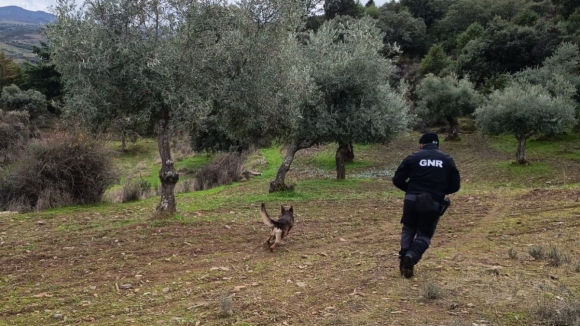 GNR realiza patrulhamento para dete&ccedil;&atilde;o de venenos no Planalto Mirand&ecirc;s