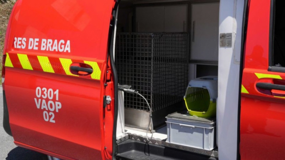 Sapadores de Braga j&aacute; resgataram da rua 1.970 animais feridos ou doentes