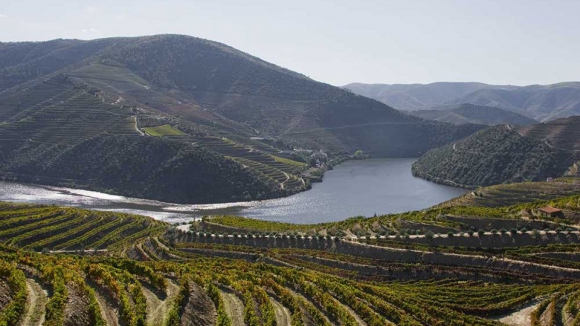 Governo anuncia cria&ccedil;&atilde;o do Observat&oacute;rio da Vinha e do Vinho