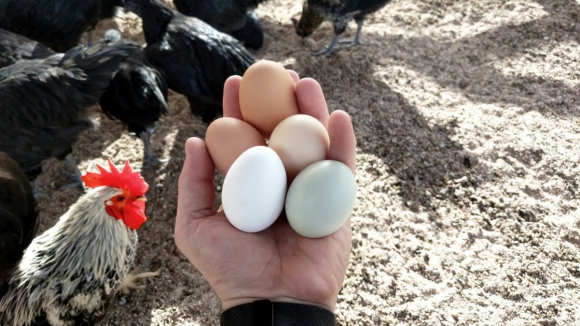 Galinhas poedeiras t&ecirc;m de ser declaradas em fevereiro