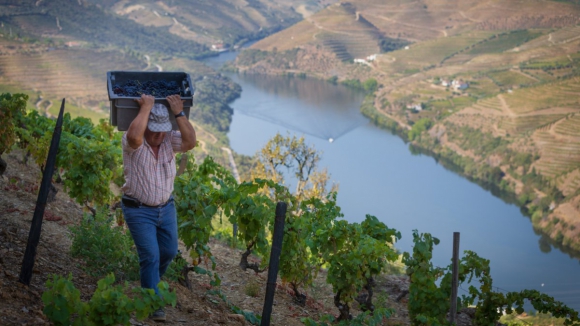 Uso exclusivo de aguardente regional do Douro no vinho do Porto &eacute; invi&aacute;vel