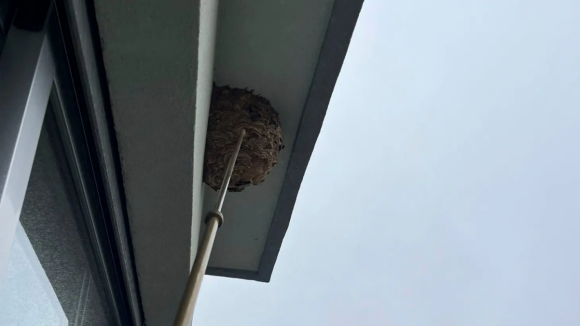 C&acirc;mara do Porto removeu mais de 440 ninhos de vespa asi&aacute;tica em 2025