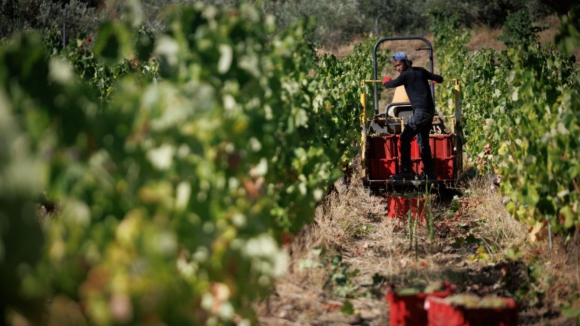 Agricultores do Douro contra uso exclusivo de aguardente da regi&atilde;o para Moscatel e vinho