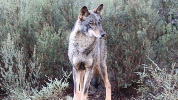 Plataforma Lobo Ib&eacute;rico defende um maior apoio &agrave; pecu&aacute;ria extensiva