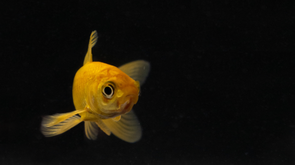 Estudo sobre sono dos peixes procura avan&ccedil;os no tratamento da ins&oacute;nia em humanos