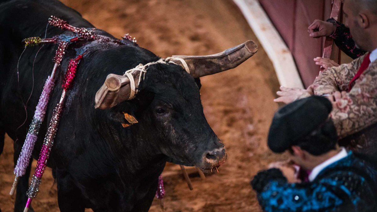 A verdadeira história das touradas em Portugal