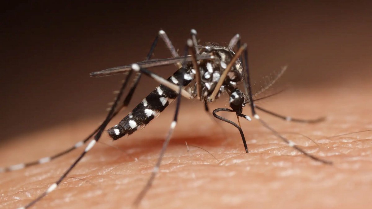 In drei Monaten wurden in Lateinamerika 3,5 Millionen Fälle von Dengue-Fieber festgestellt.  Sollten wir uns in Portugal Sorgen machen?
